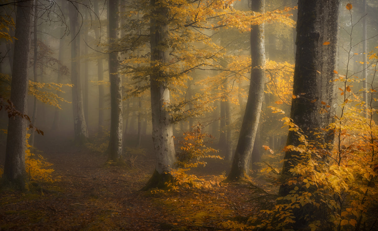 Autumn woods Poster och Canvastavla