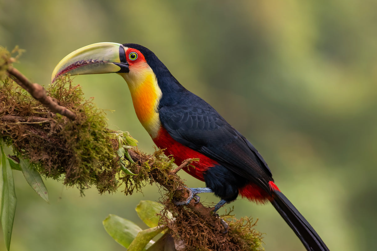 Red-breasted Toucan Poster och Canvastavla