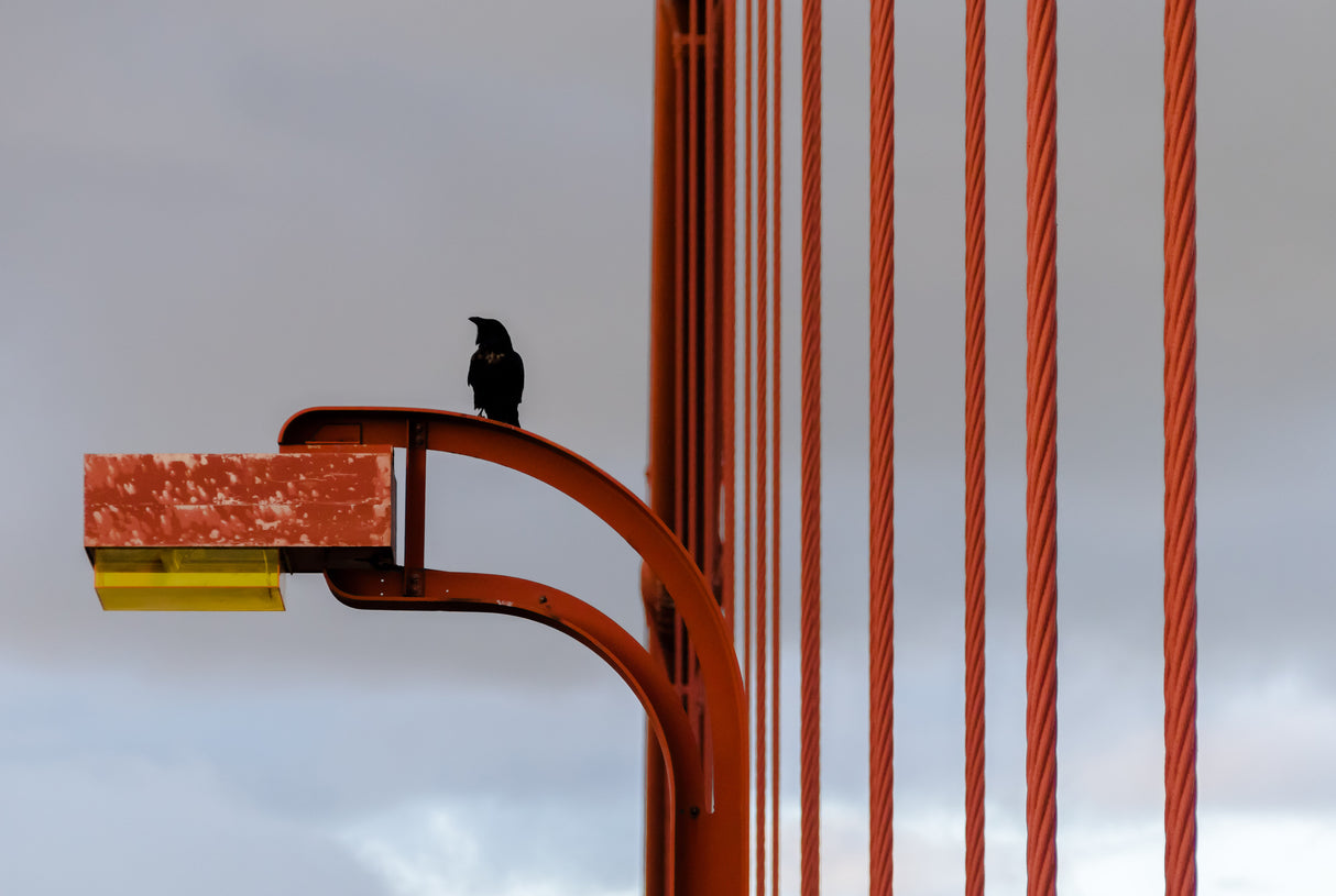 Golden Gate Crow Poster och Canvastavla