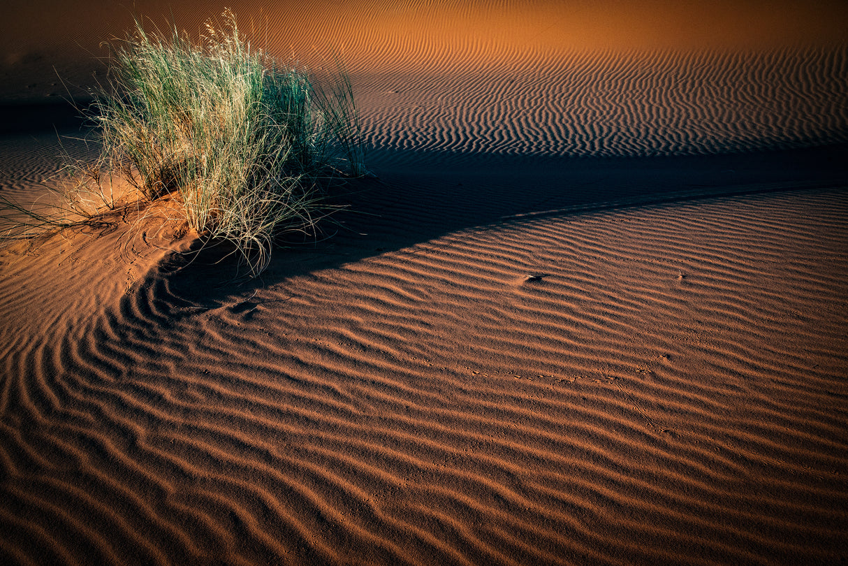 tussocks and tracks Poster och Canvastavla