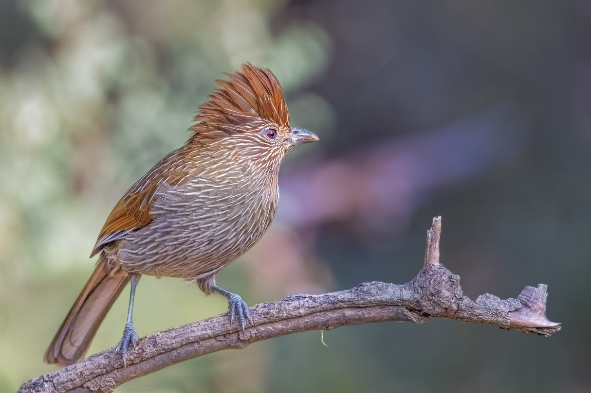 Straited laughingthrush Poster och Canvastavla