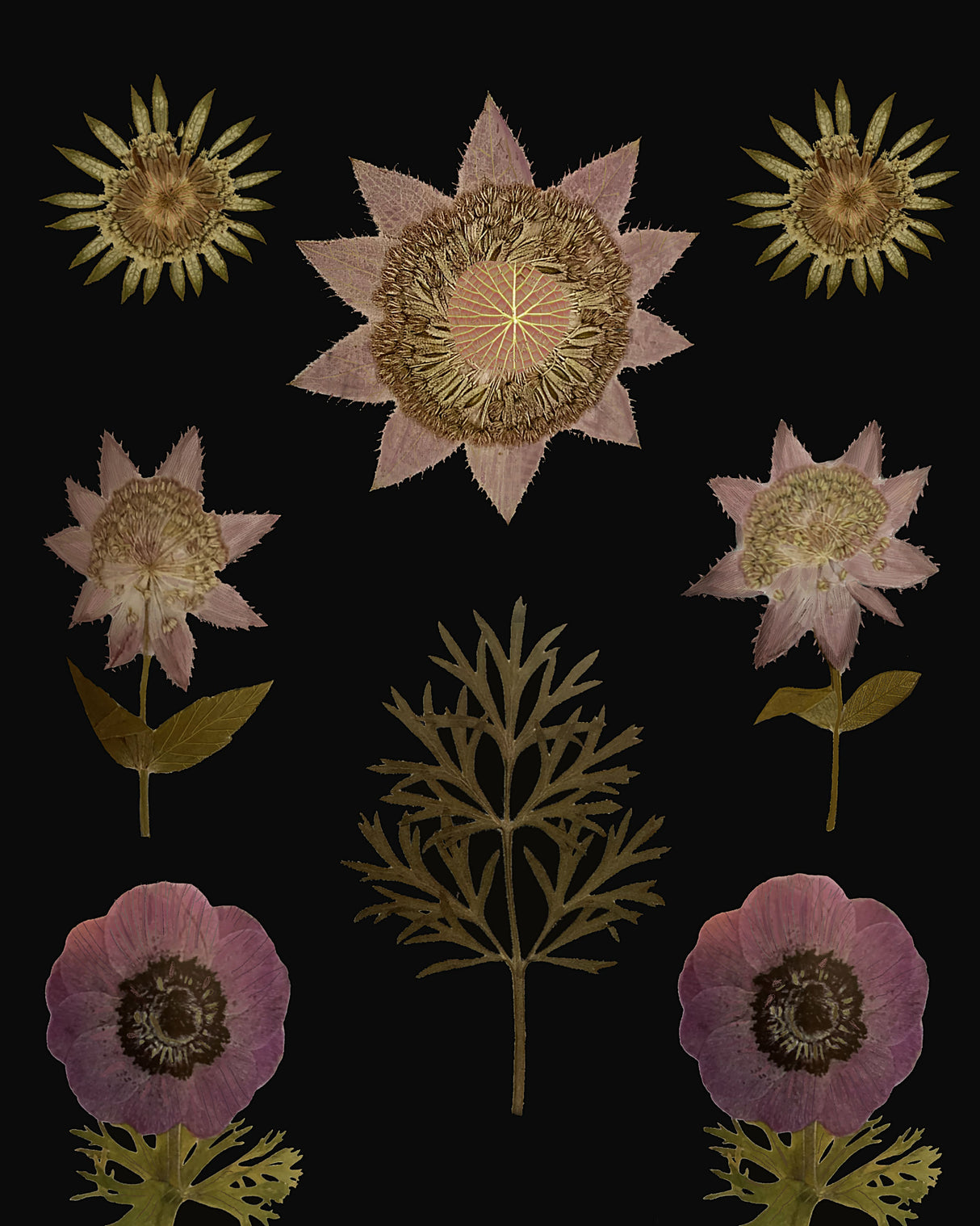 Purple Garden.png Poster och Canvastavla