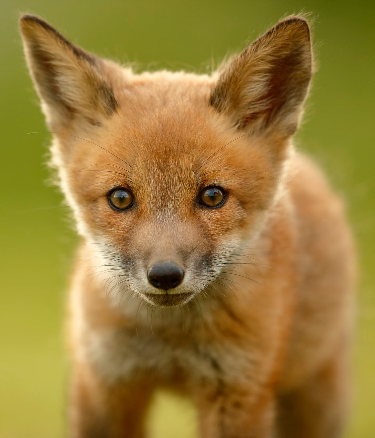 Red Fox Cub Poster och Canvastavla
