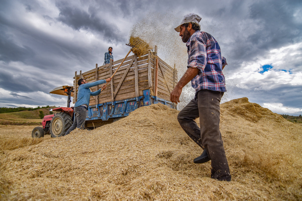 Harvest Time Poster och Canvastavla