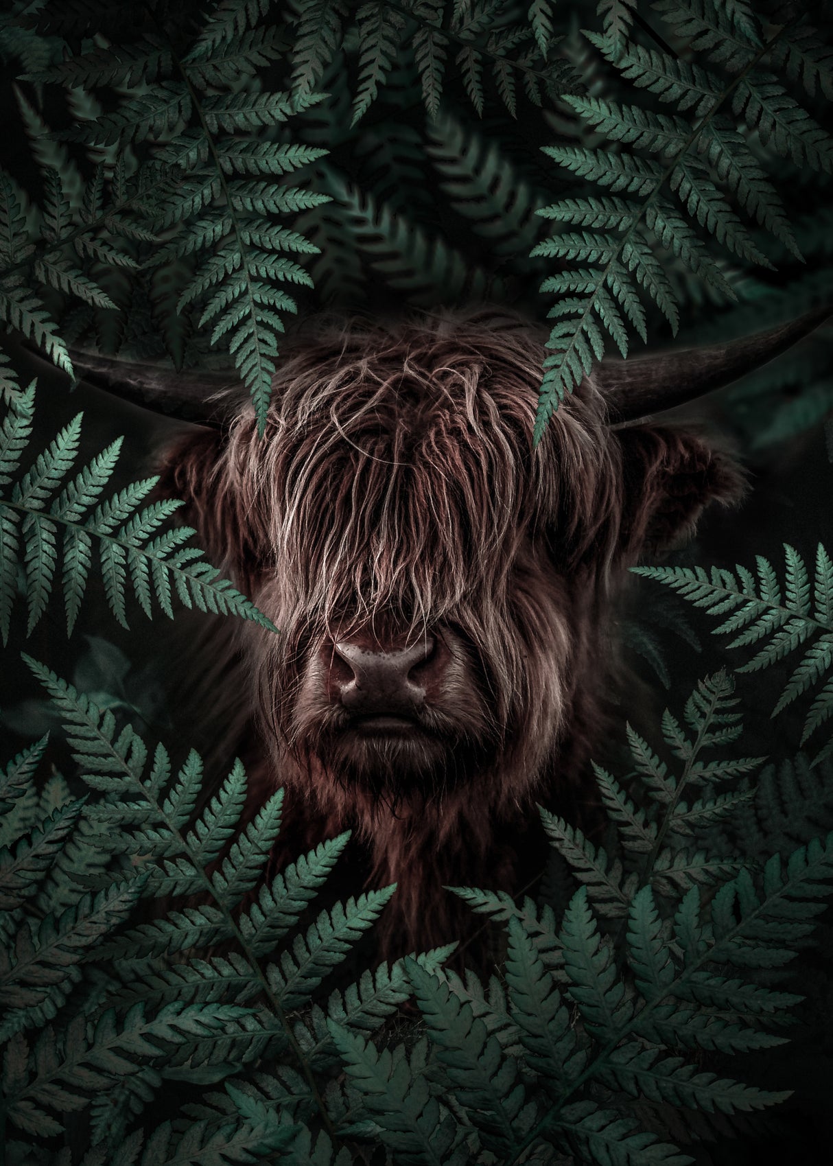 Yak Cow Poster och Canvastavla