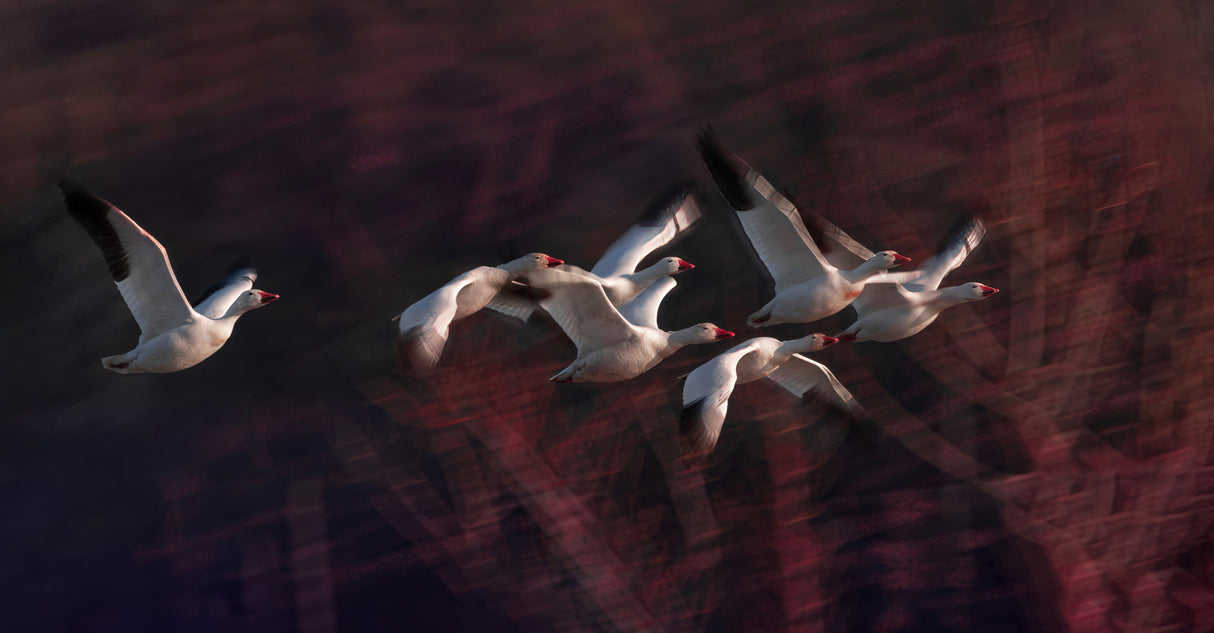 Snow Geese Poster och Canvastavla