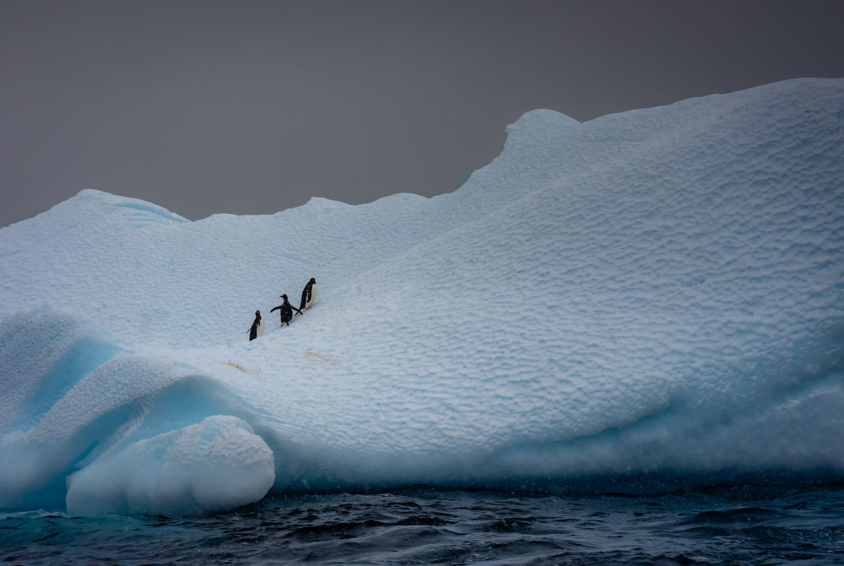 Snowy Iceberg Home to Three Penguins Poster och Canvastavla