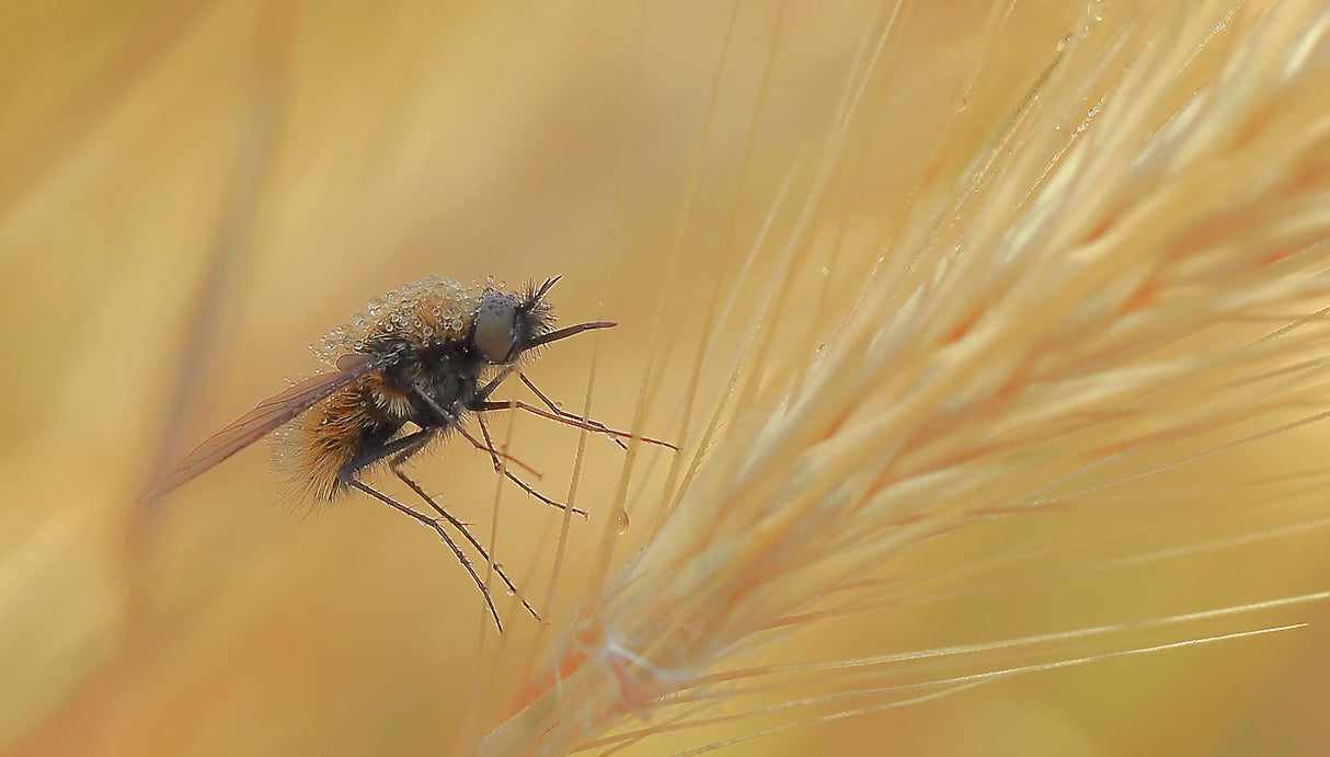 In the ears of wheat... Poster och Canvastavla