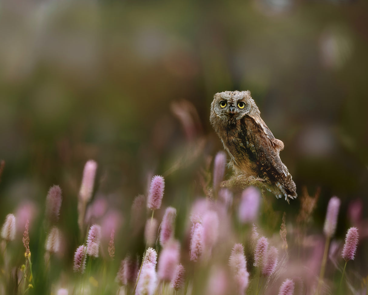Eurasian Scops Owl Poster och Canvastavla