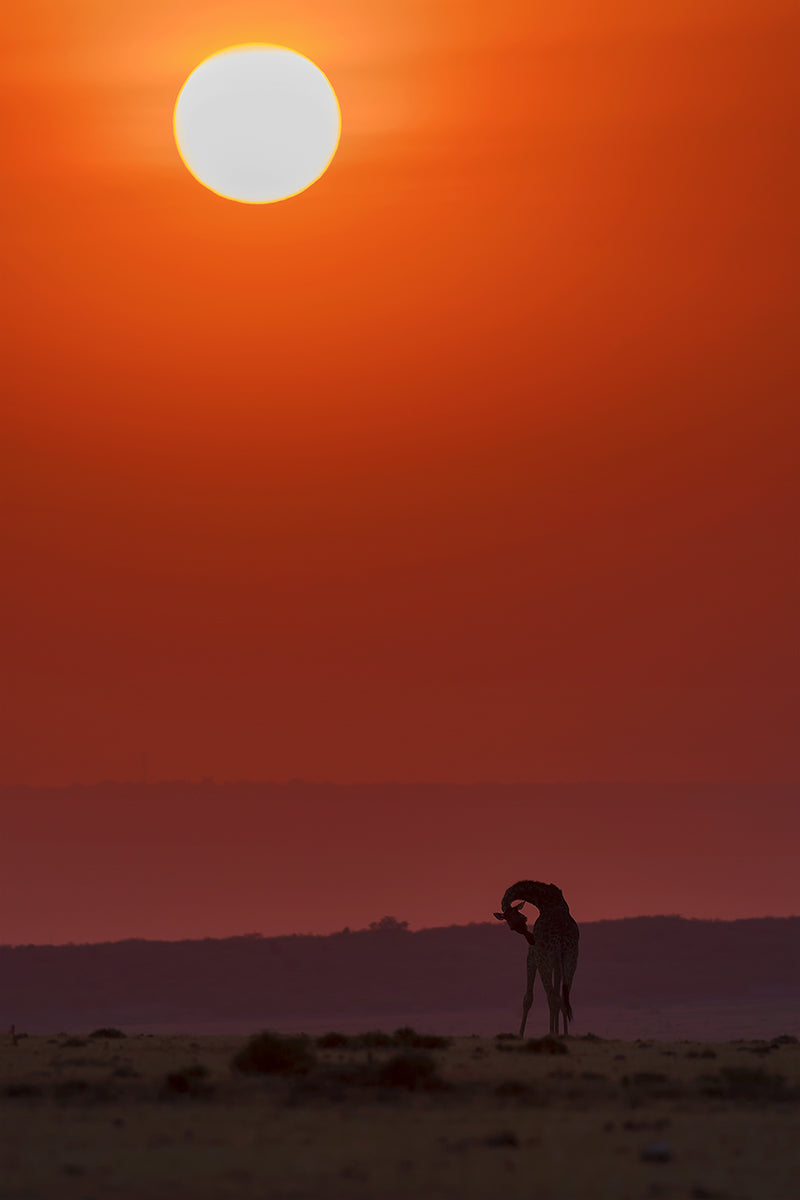Sunset Bathing Poster och Canvastavla