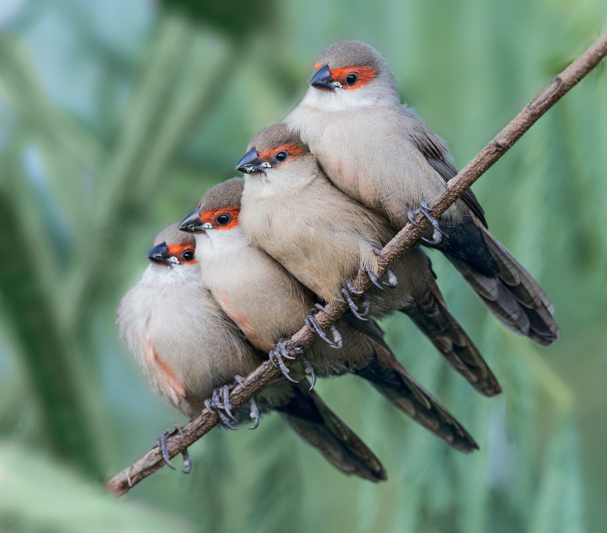 Common Waxbill Poster och Canvastavla