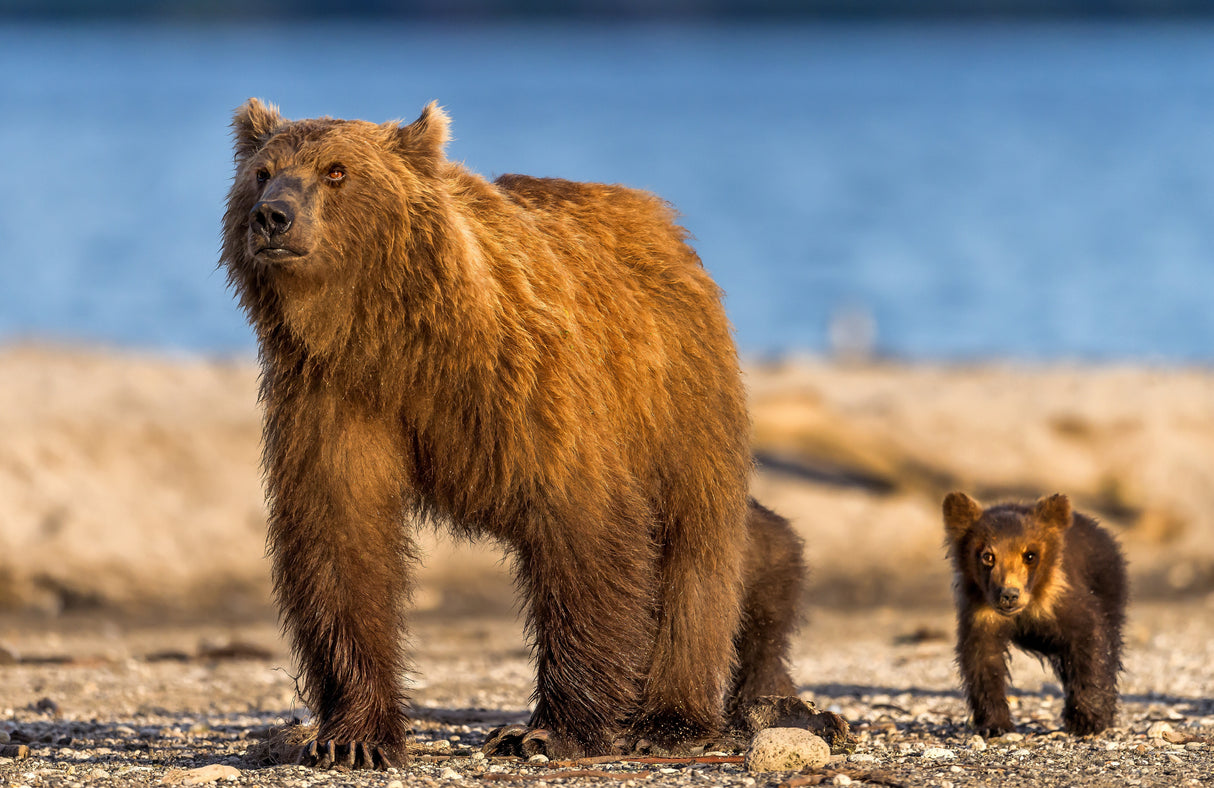 Mother bear with her cubs Poster och Canvastavla