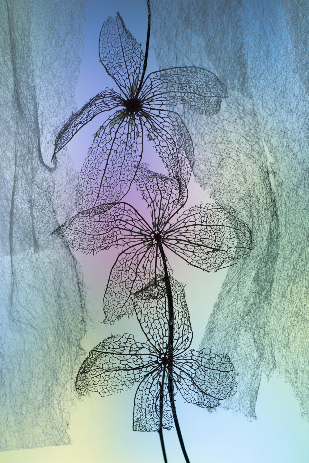 3 Flowers Poster och Canvastavla