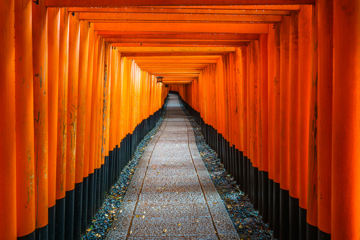 The Red Pathway of Fushimi Inari Gate Poster och Canvastavla