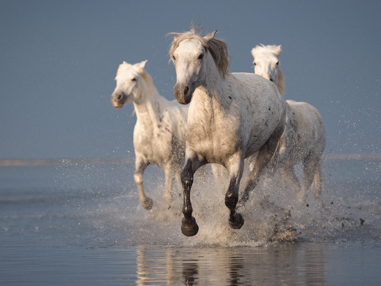 Camargue white horses Poster och Canvastavla