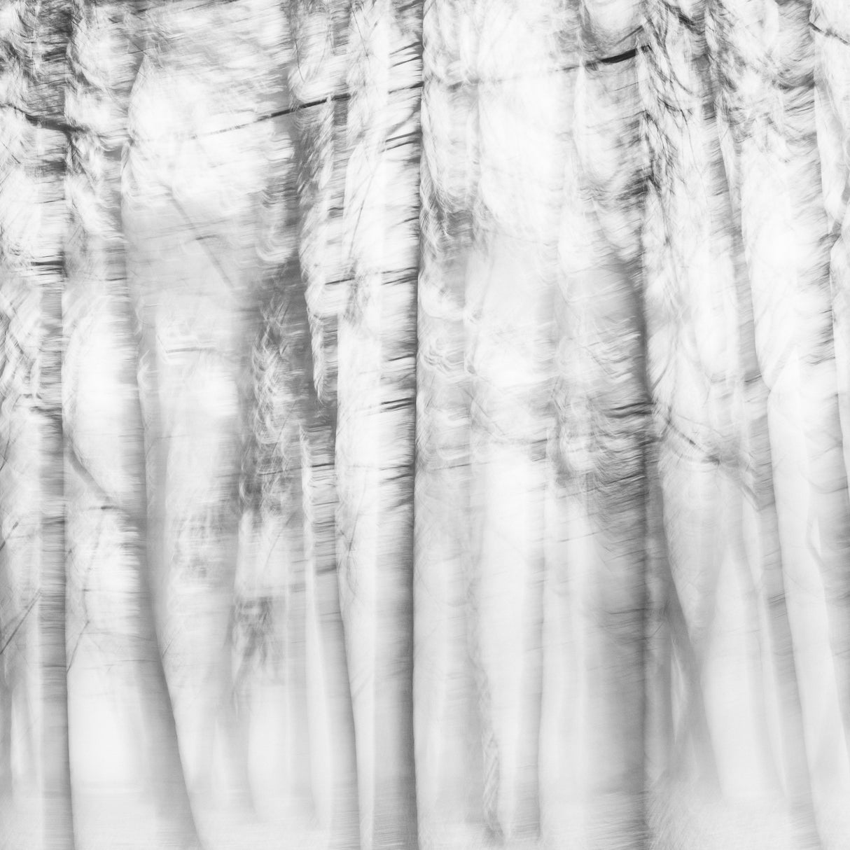 Poetic forest Poster och Canvastavla