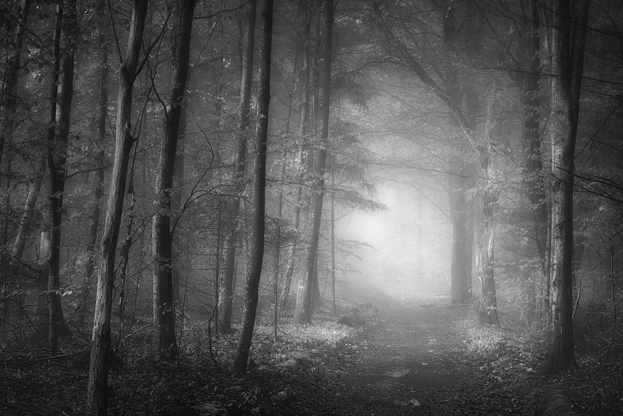 Into the woods Poster och Canvastavla