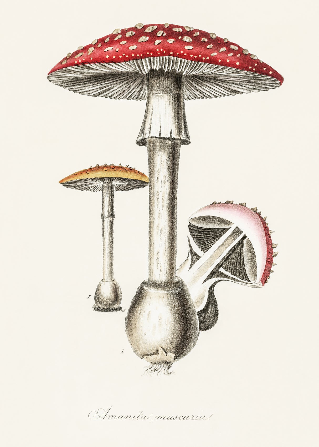 Amanita Muscaria Illustration. Medical Botany 1836 Poster och Canvastavla