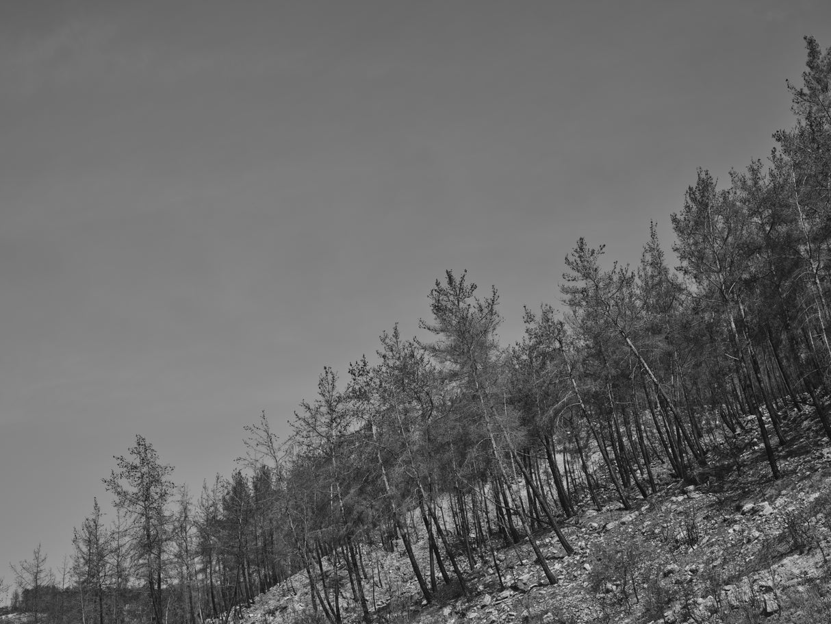 image of a forest after a fire Poster och Canvastavla