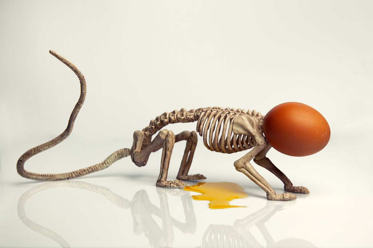 Easter is coming Poster och Canvastavla