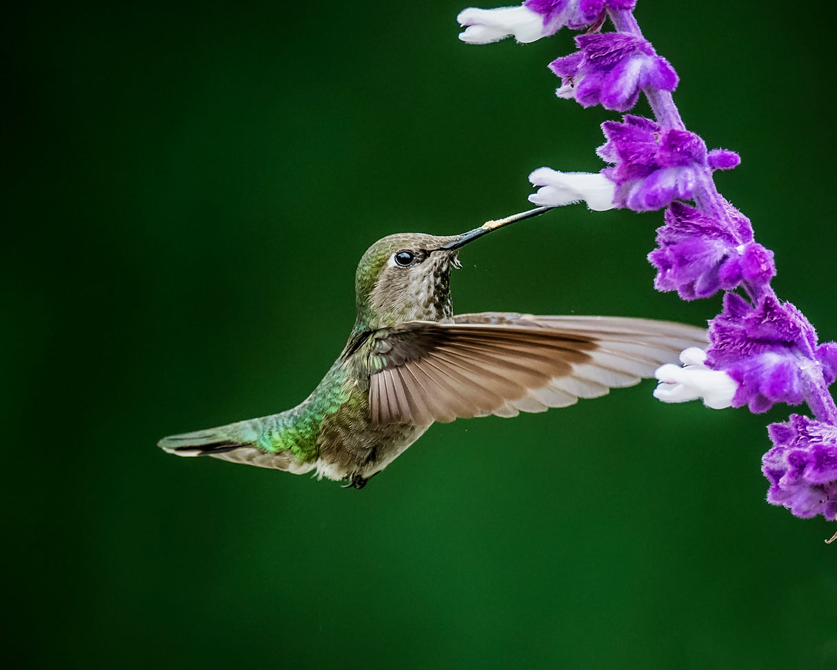 Black-chinned Hummingbird Poster och Canvastavla