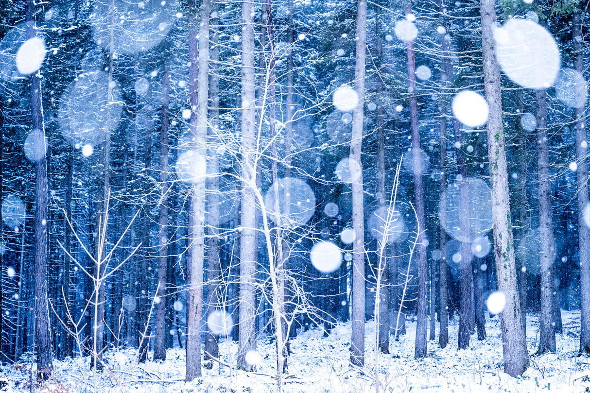 Snowscape Poster och Canvastavla
