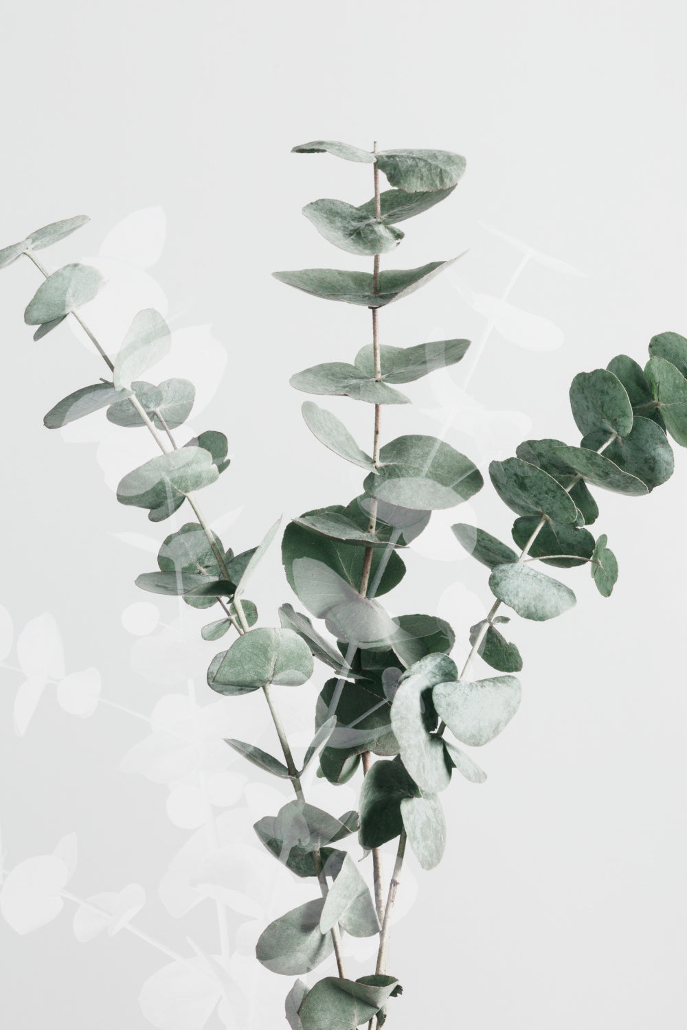 Eucalyptus Creative 01 Poster och Canvastavla