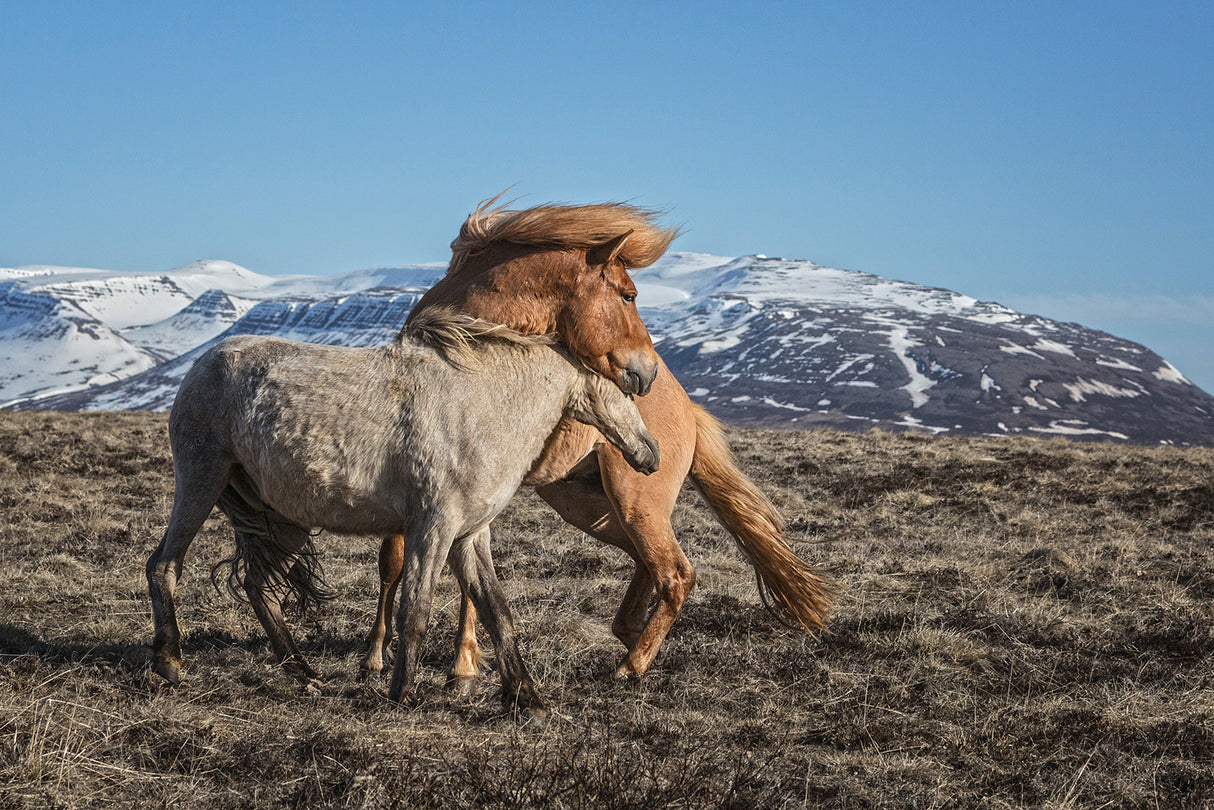 Horse Around Poster och Canvastavla