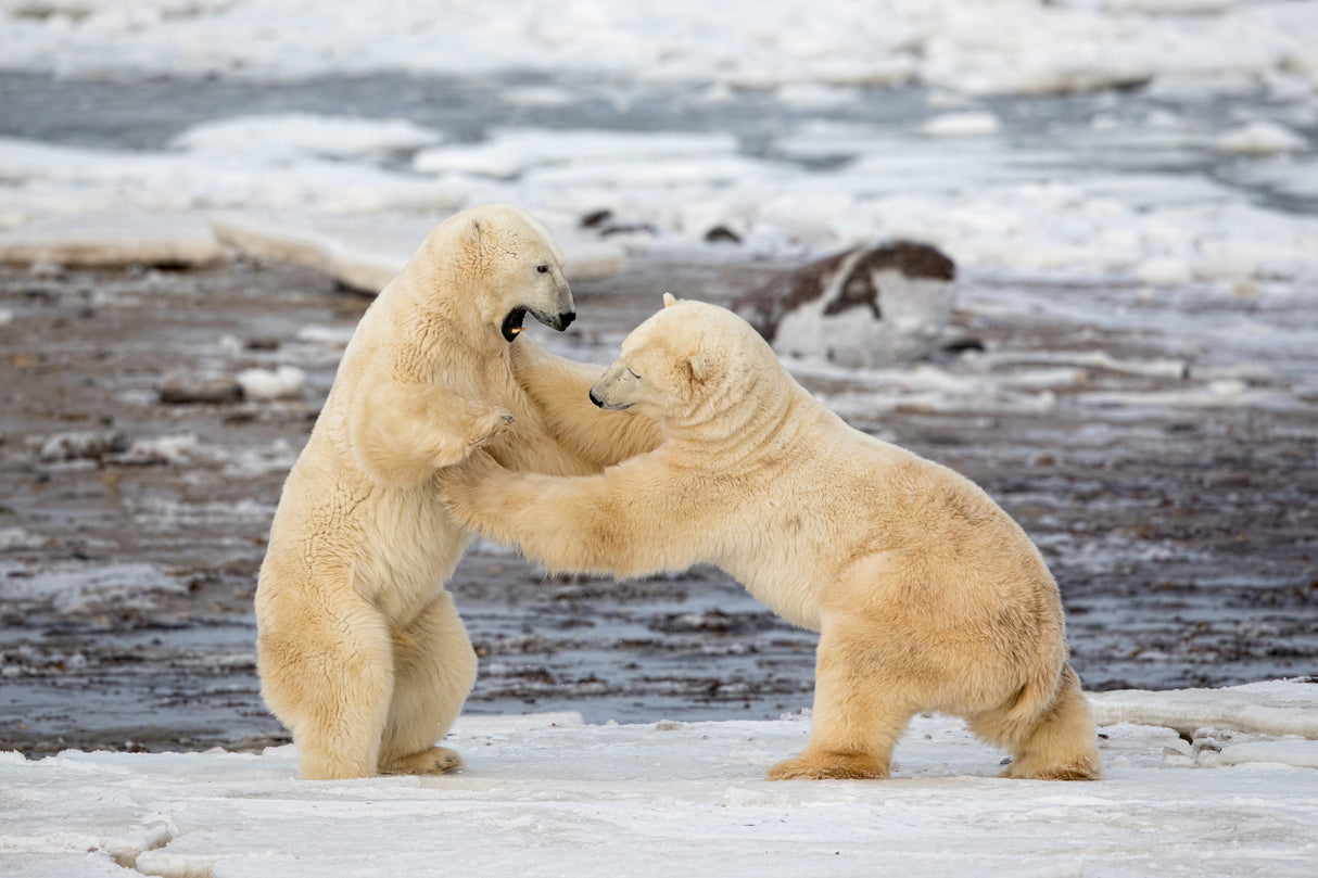 Polar Bears Poster och Canvastavla