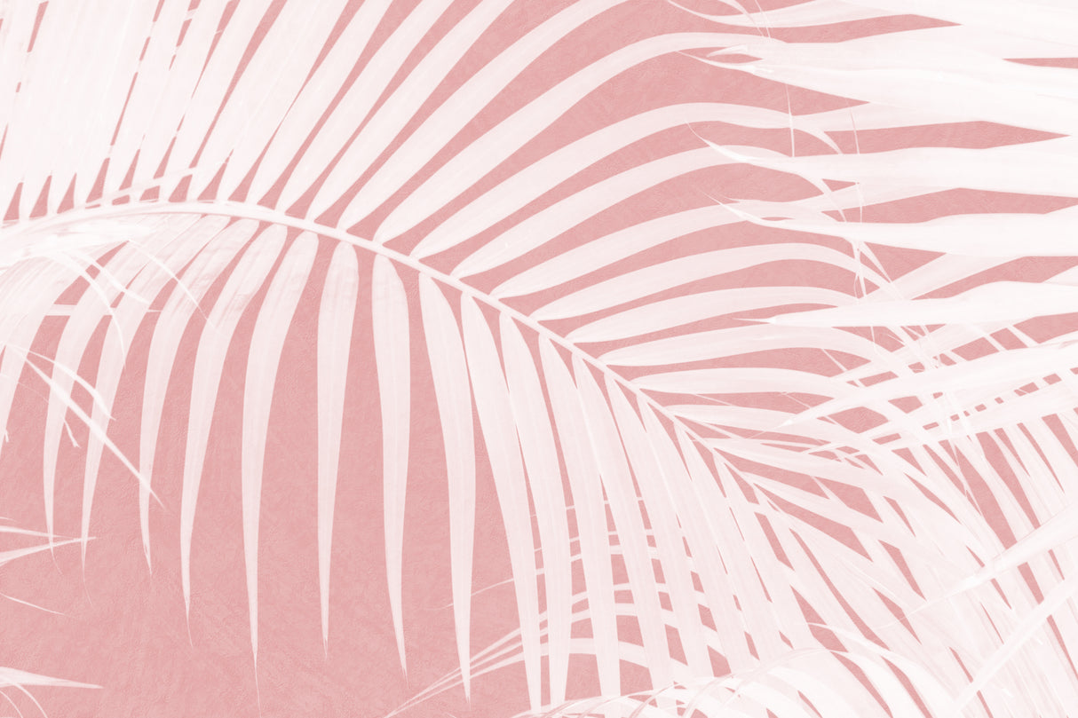 Palm Leaves On Pink Silhouette IV Poster och Canvastavla
