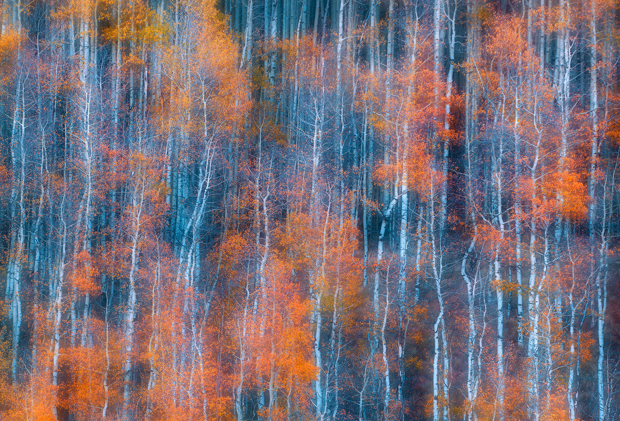 Autumn Abstract Poster och Canvastavla