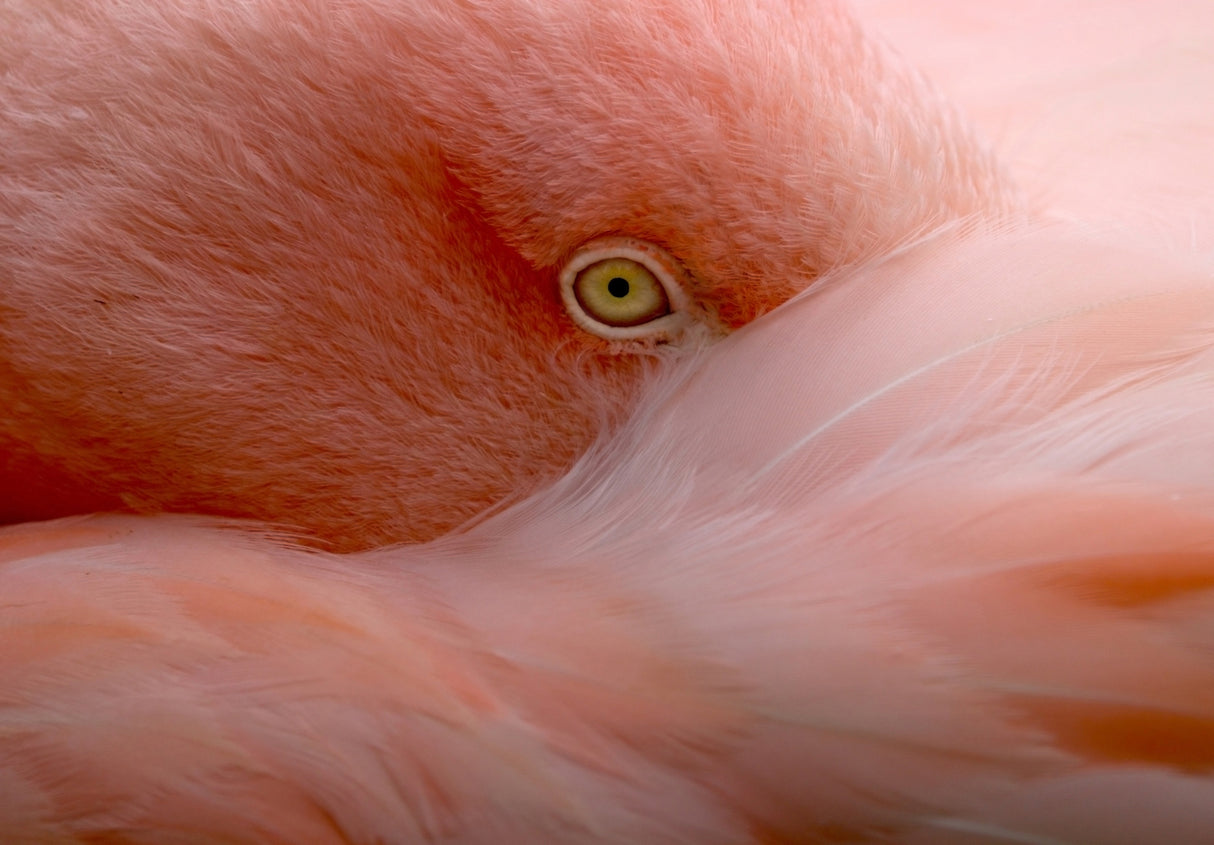 Eye Contact Poster och Canvastavla