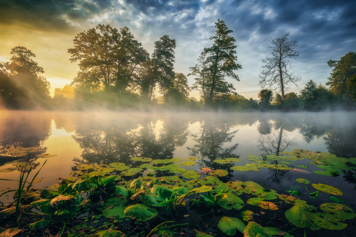 Fairytale morning Poster och Canvastavla