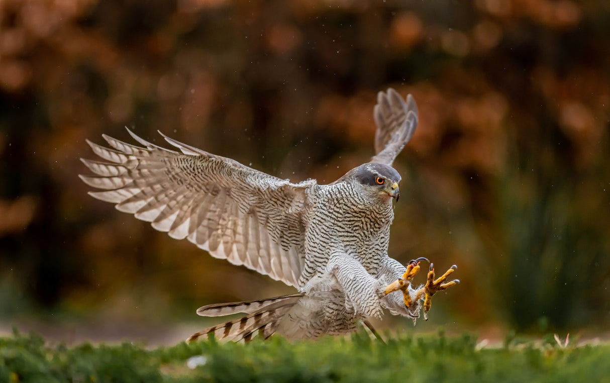Swooping for the kill Poster och Canvastavla