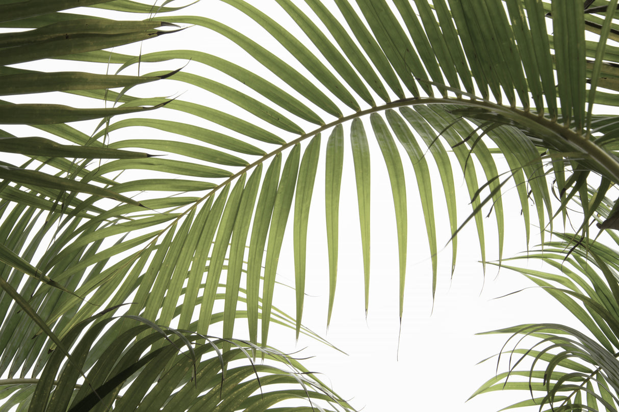 Palm Leaves Foliage Photo 01 Poster och Canvastavla