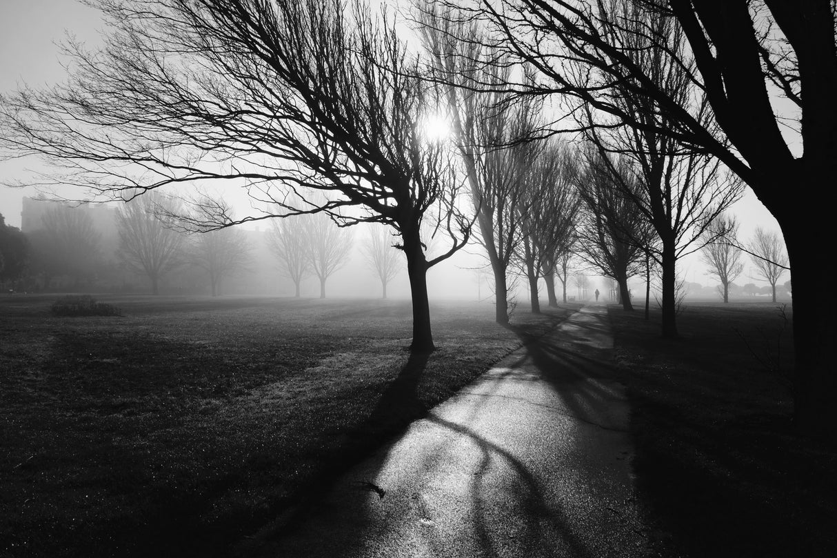 Foggy February Poster och Canvastavla