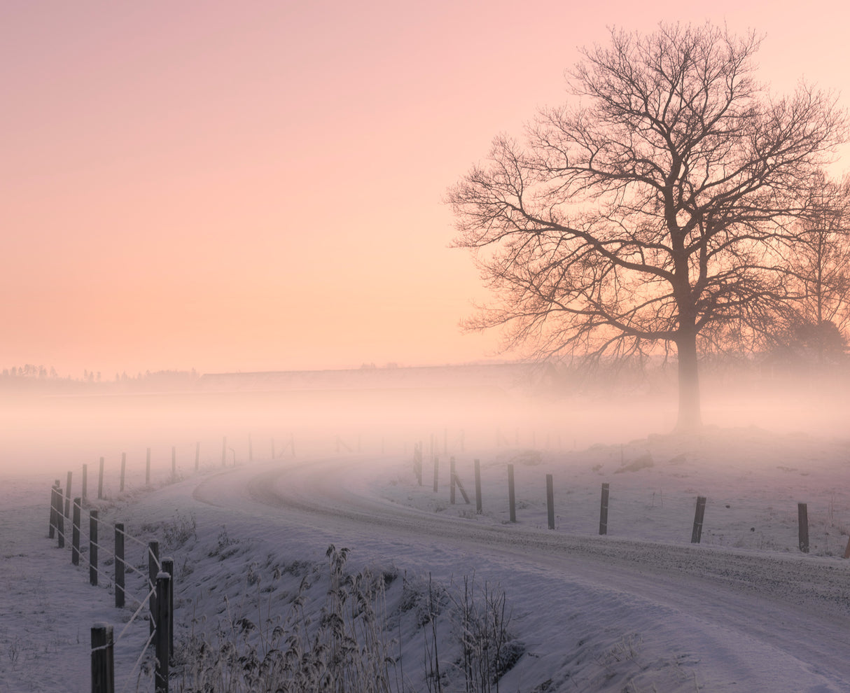 Colorful morning Poster och Canvastavla