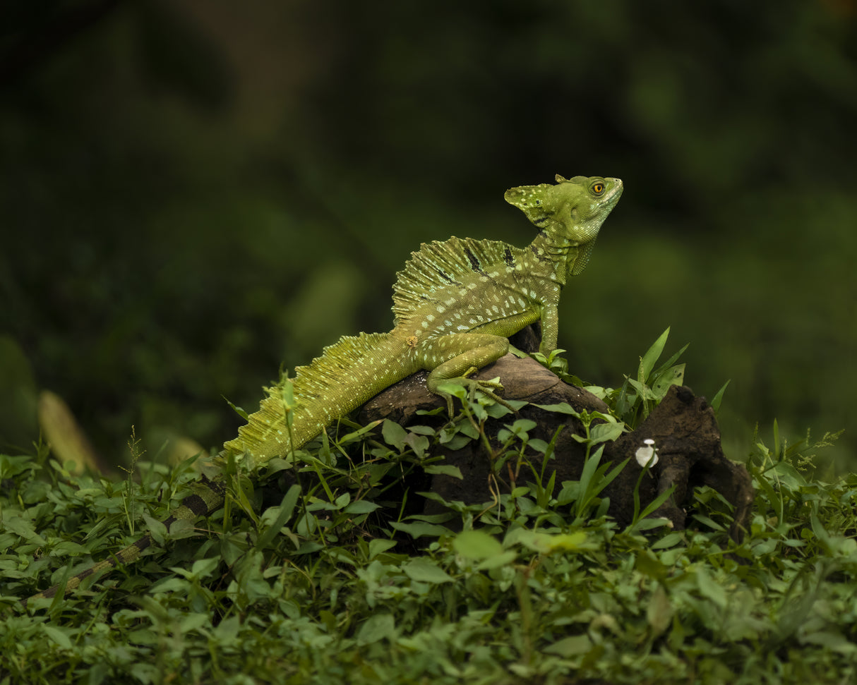 Basiliscus Lizard Poster och Canvastavla