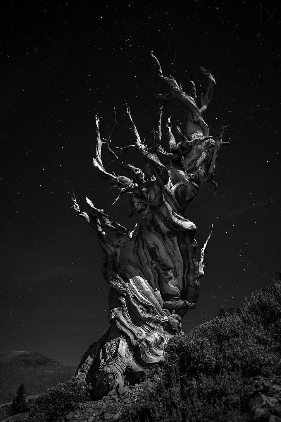 Grand, Grand, Grand-pa's tree Poster och Canvastavla
