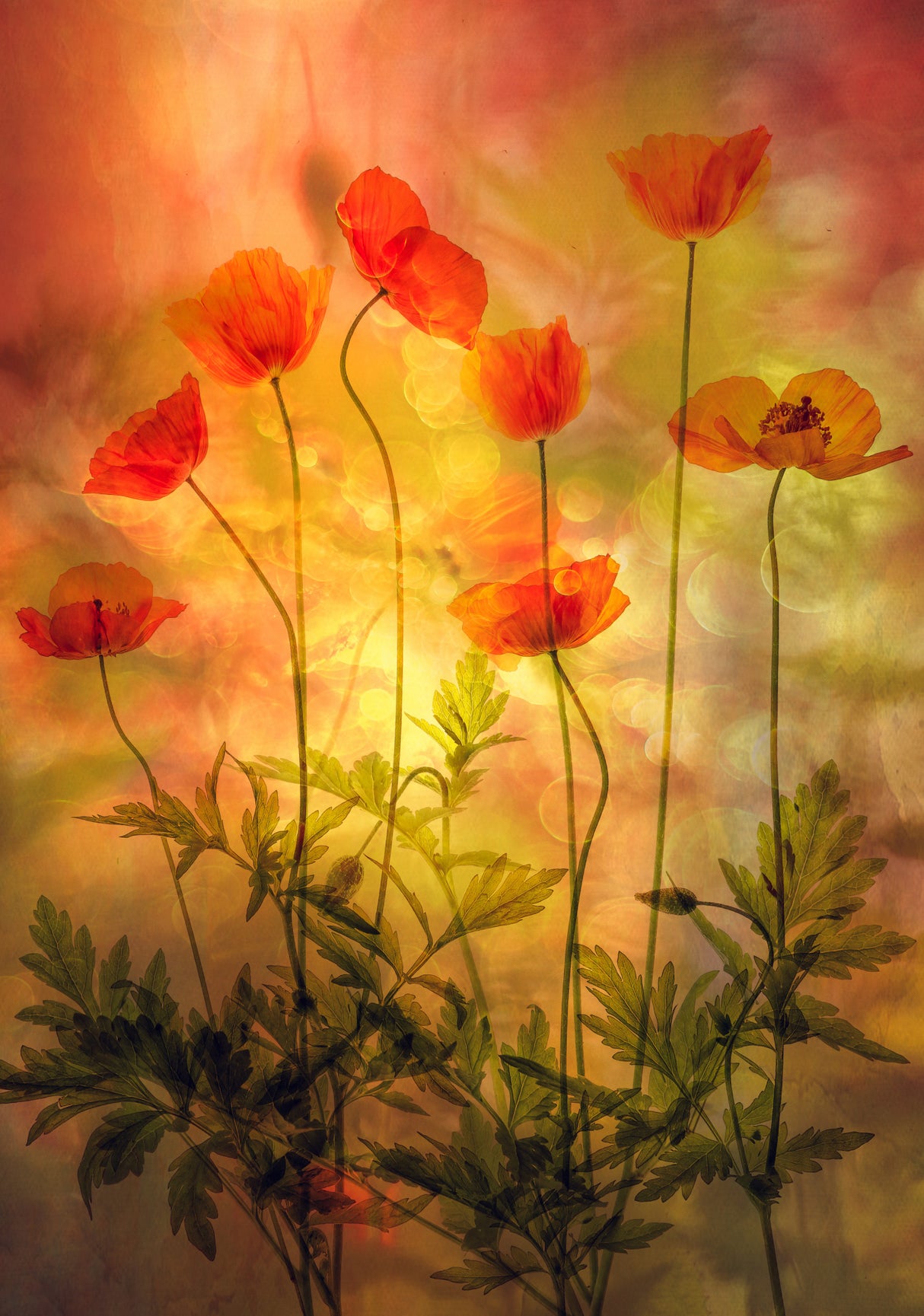 Fire Poster och Canvastavla