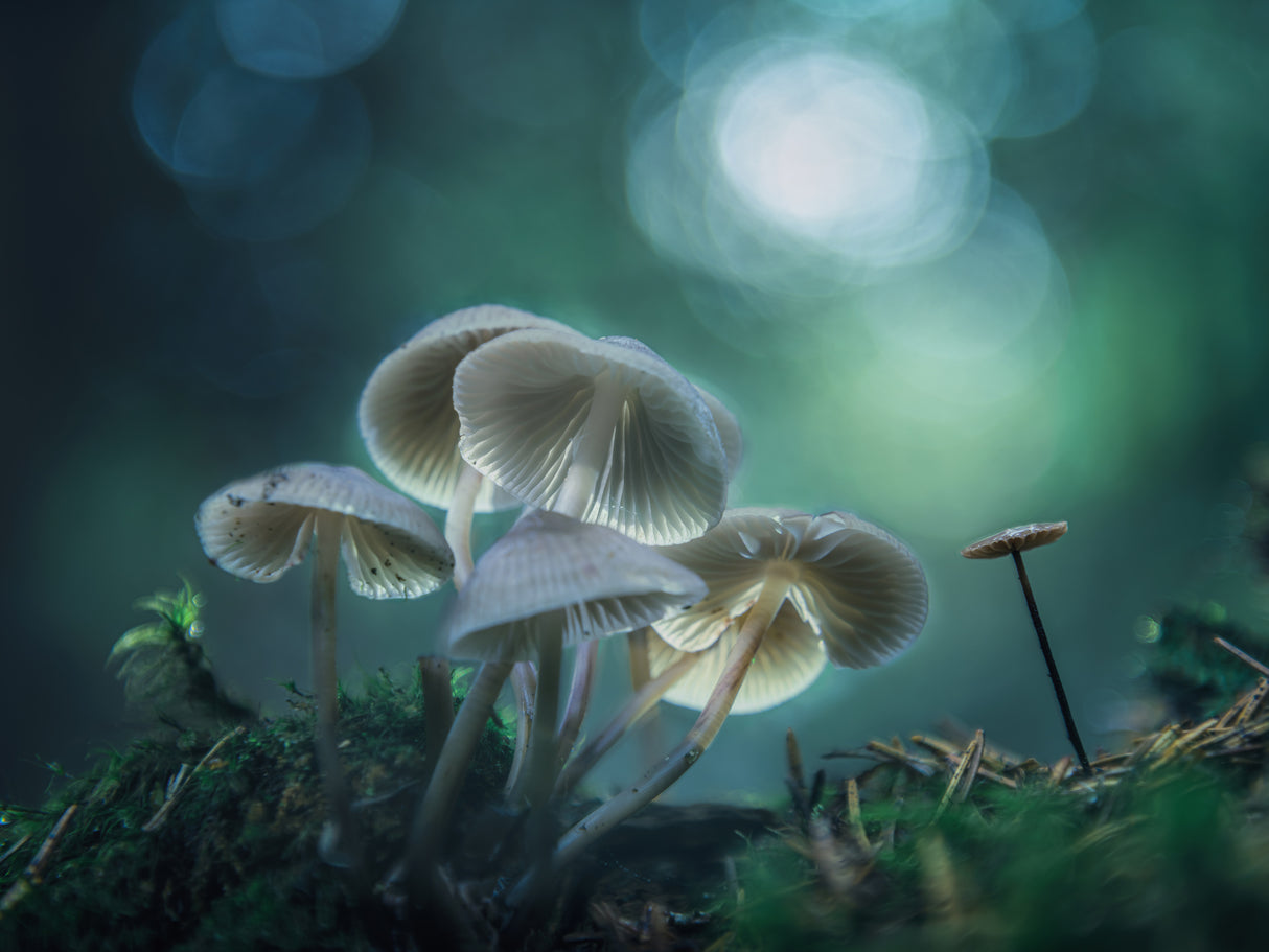 Forest Dreams Poster och Canvastavla
