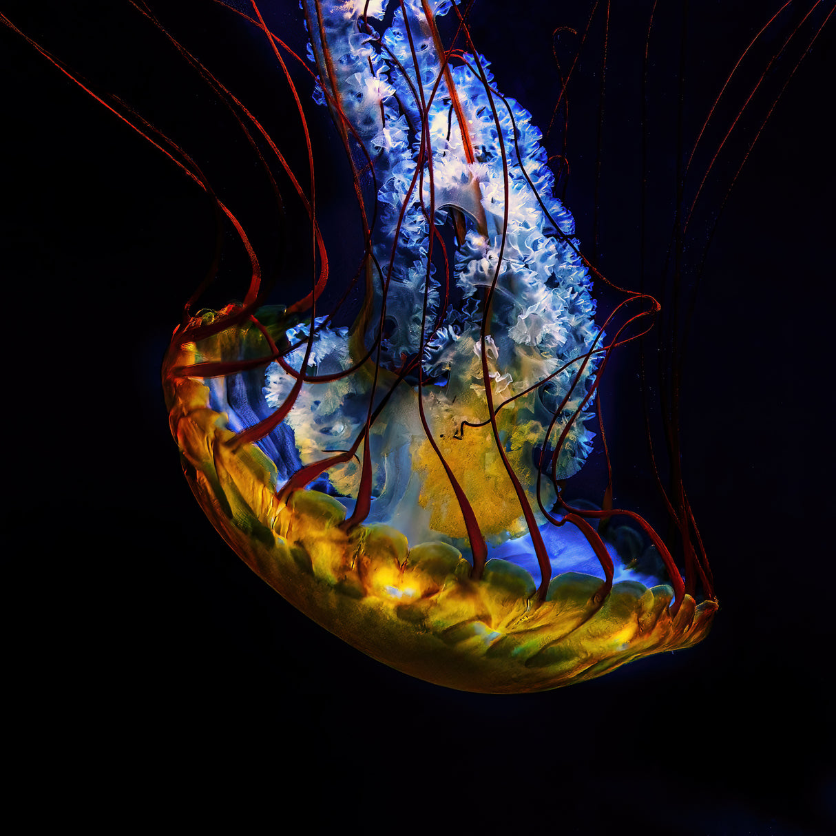 Jelly Poster och Canvastavla