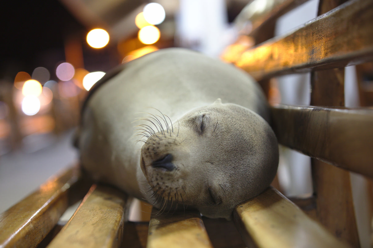 Sea lion nap Poster och Canvastavla