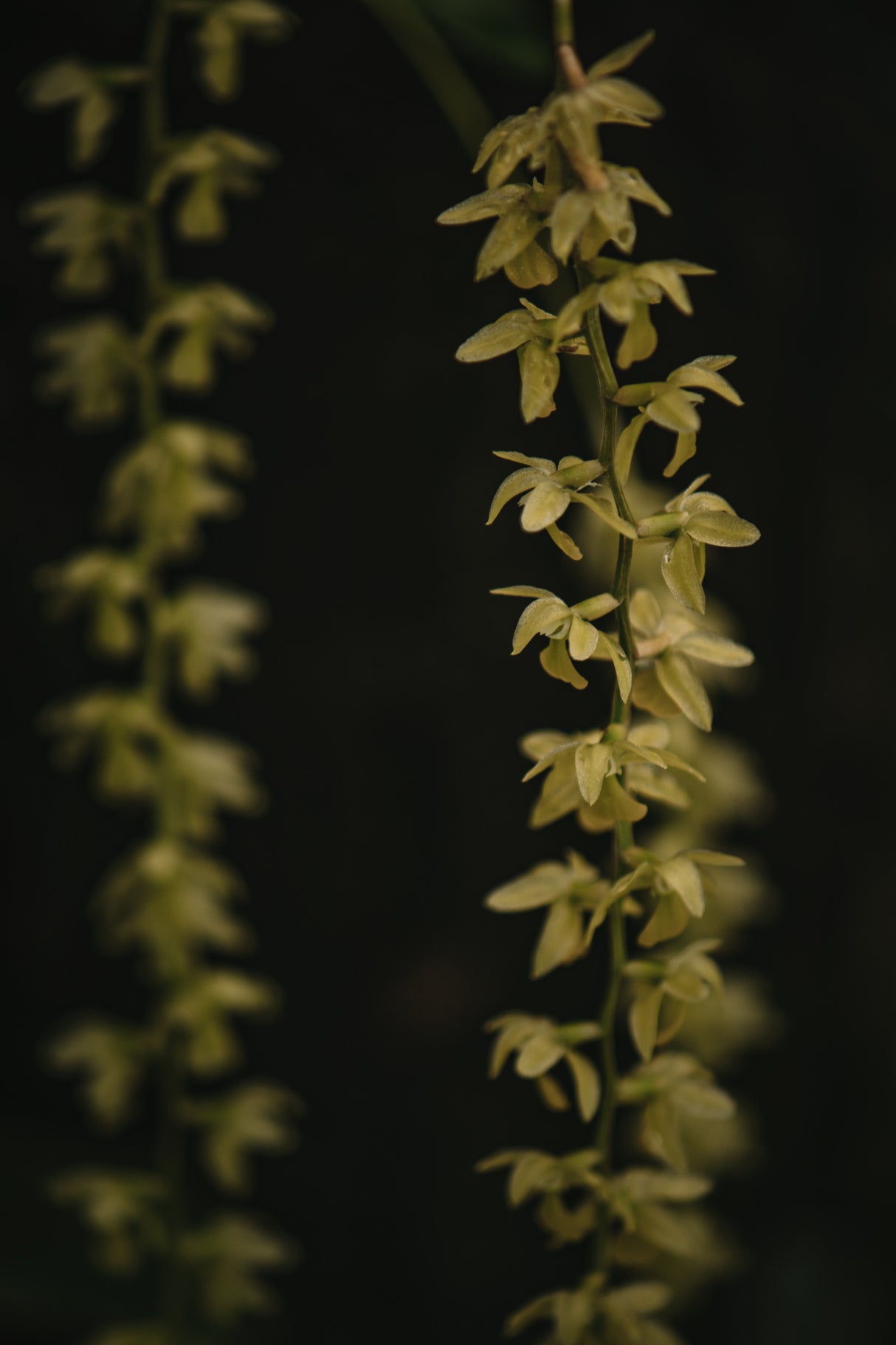 Botanical Series - Small Yellow Blossoms Poster och Canvastavla