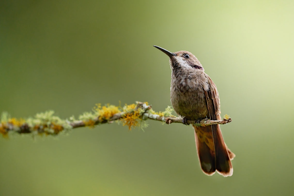 Colibri delphinae Poster och Canvastavla