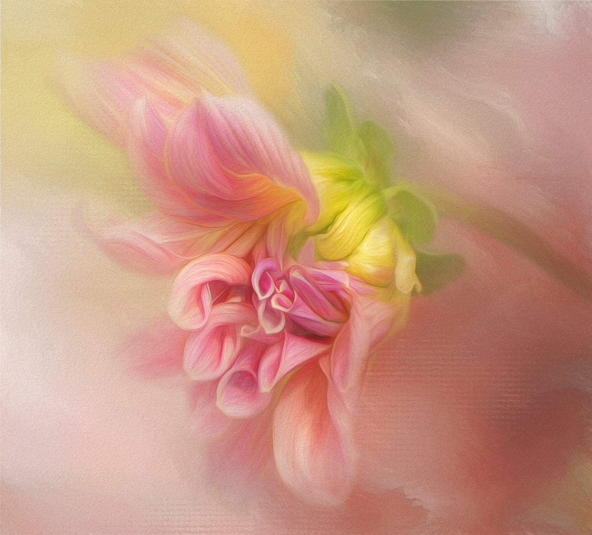 Dahlia Emerging Poster och Canvastavla
