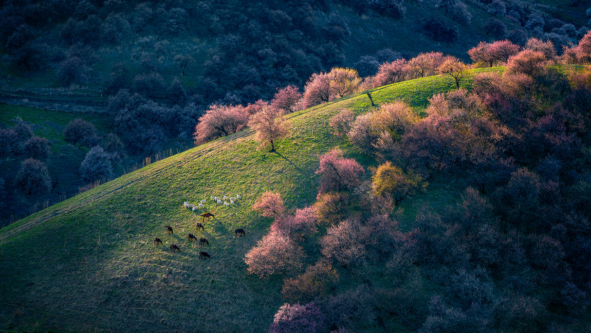 Sunset in the primitive wild apricot forest Poster och Canvastavla