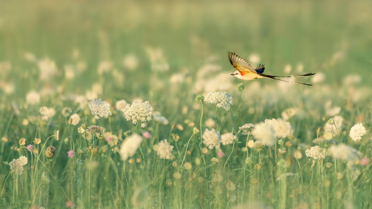 Spring Messager Poster och Canvastavla