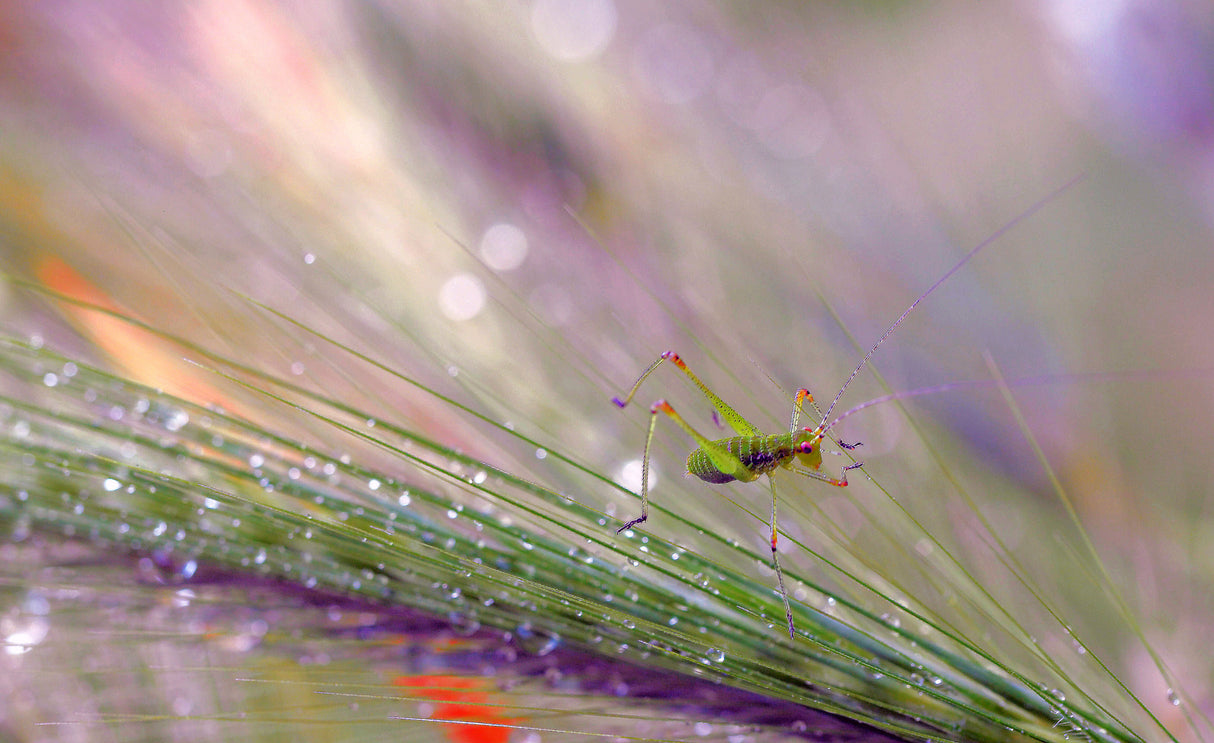 In the light and dew of the morning... Poster och Canvastavla