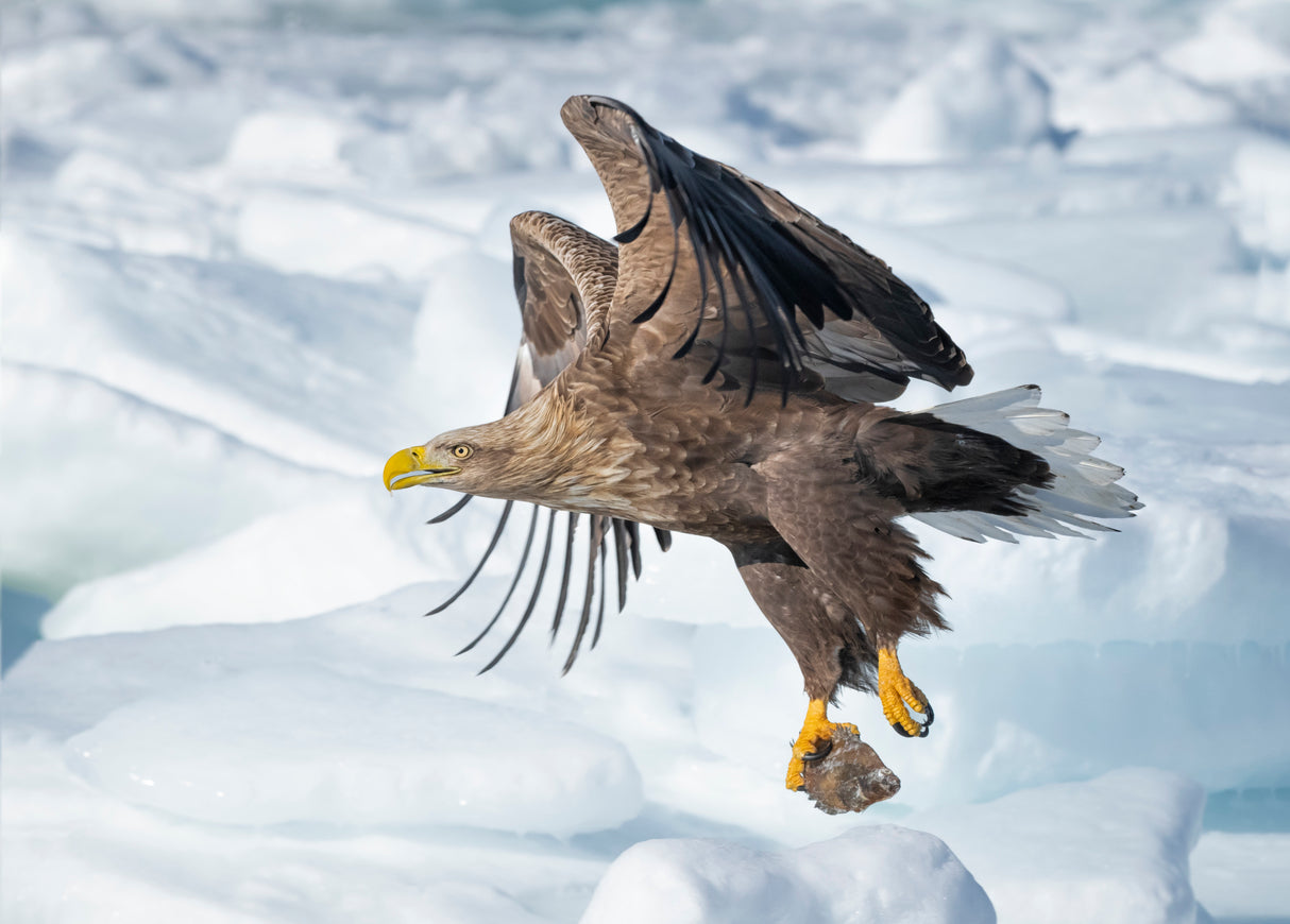 White-tailed Eagle in action Poster och Canvastavla